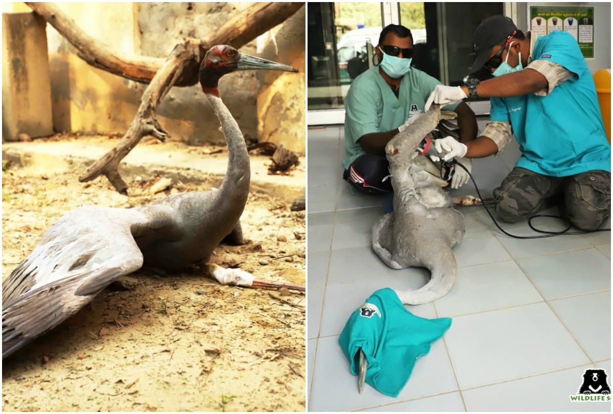 Wild Life SOS Rapid Response Unit Save Injured Crane From Patna Bird Sanctuary