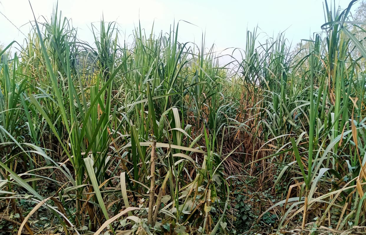 Five billion liabilities, preparations to run sugar mill from new season