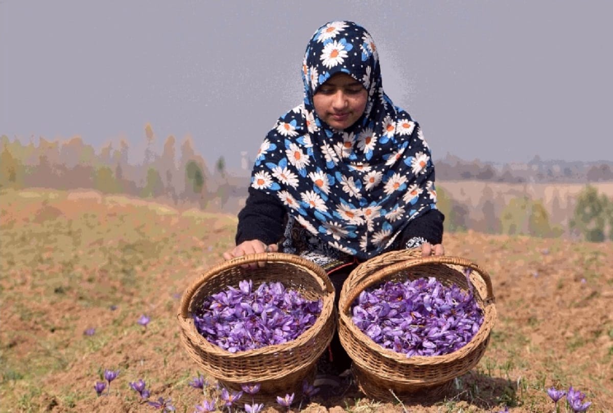 Kesar farming Saffron farmers in Kashmir starts picking up the flowers see images