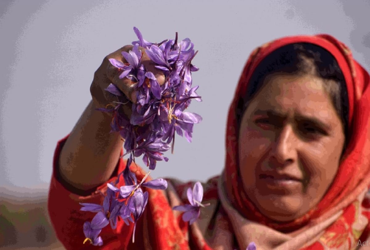 Kashmiri Saffron launched in UAE market after getting GI tag