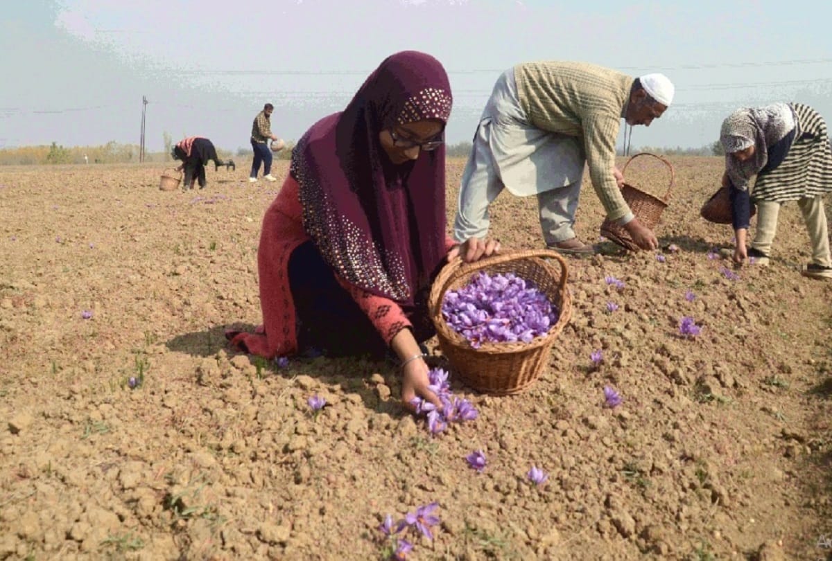 Kesar farming Saffron farmers in Kashmir starts picking up the flowers see images
