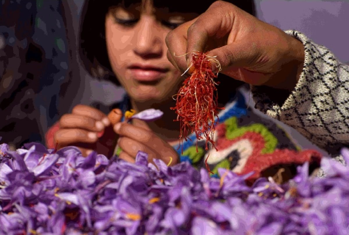 Kashmiri Saffron launched in UAE market after getting GI tag
