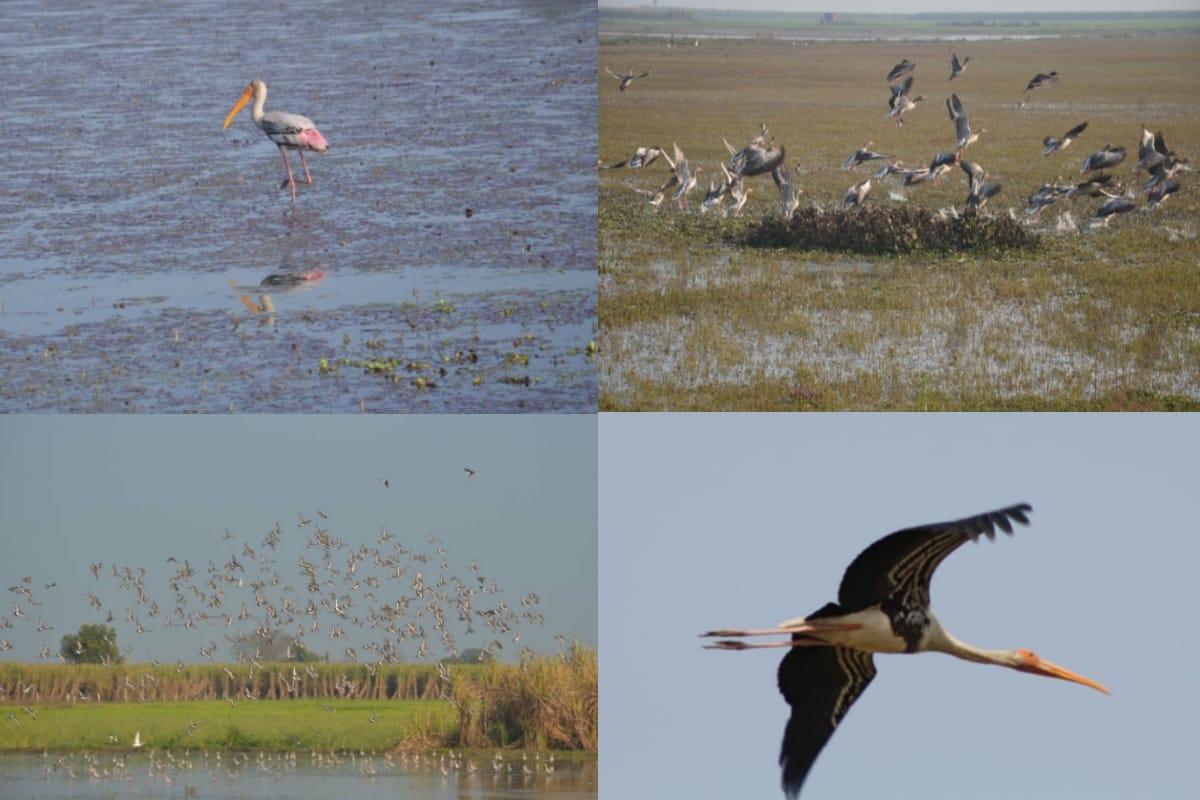 Hastinapur sanctuary News, Foreign birds have arrived in Hastinapur Sanctuary