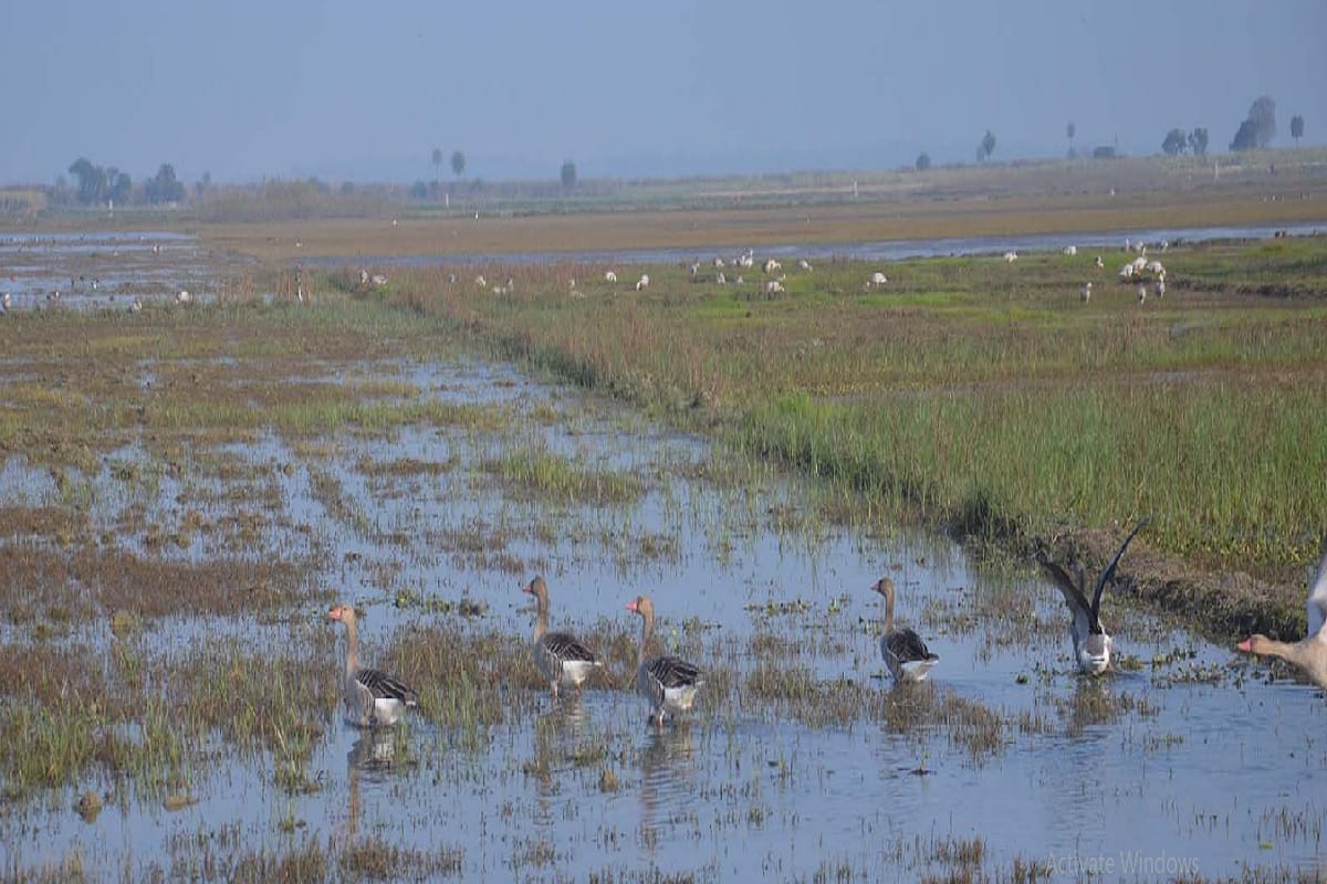 Hastinapur sanctuary News, Foreign birds have arrived in Hastinapur Sanctuary