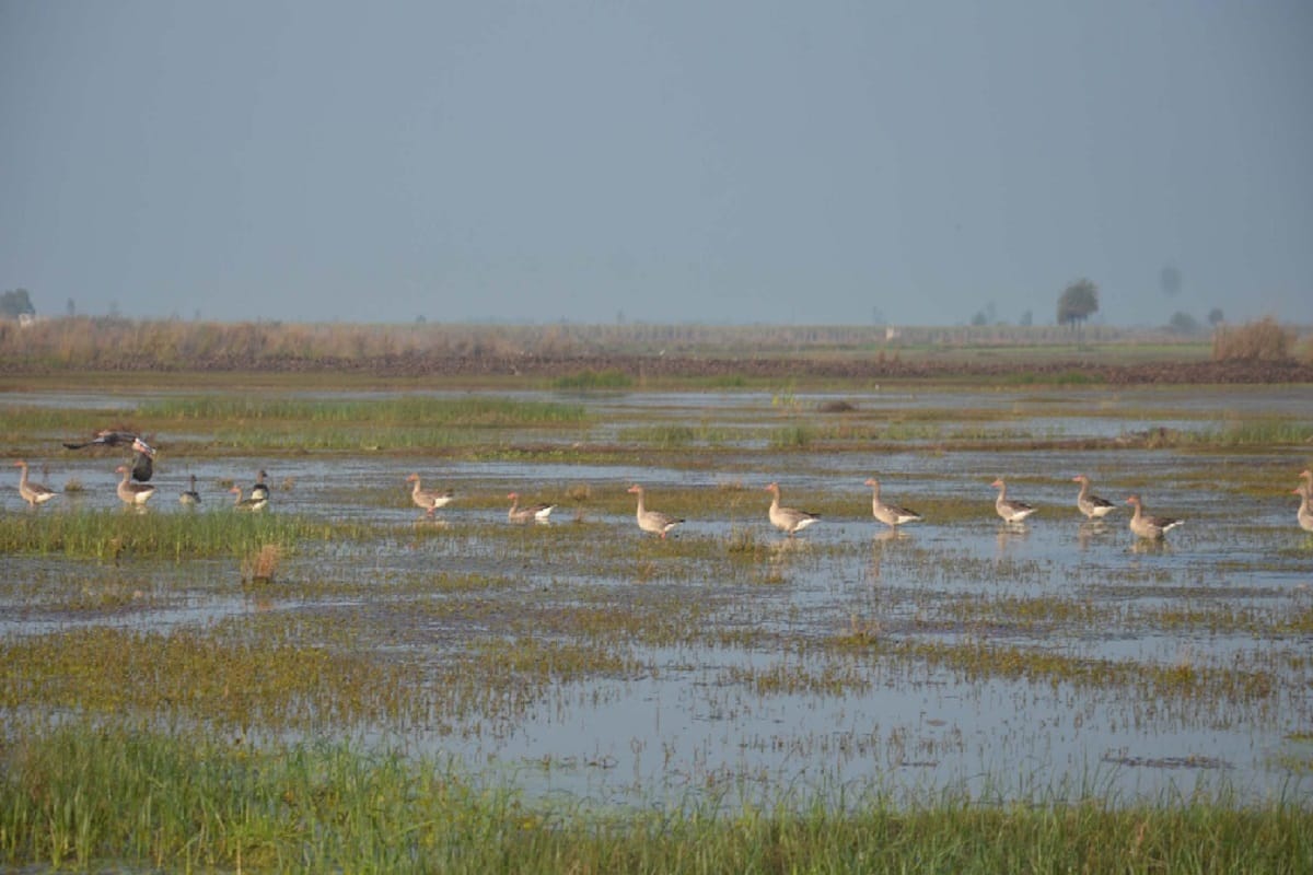 Hastinapur sanctuary News, Foreign birds have arrived in Hastinapur Sanctuary