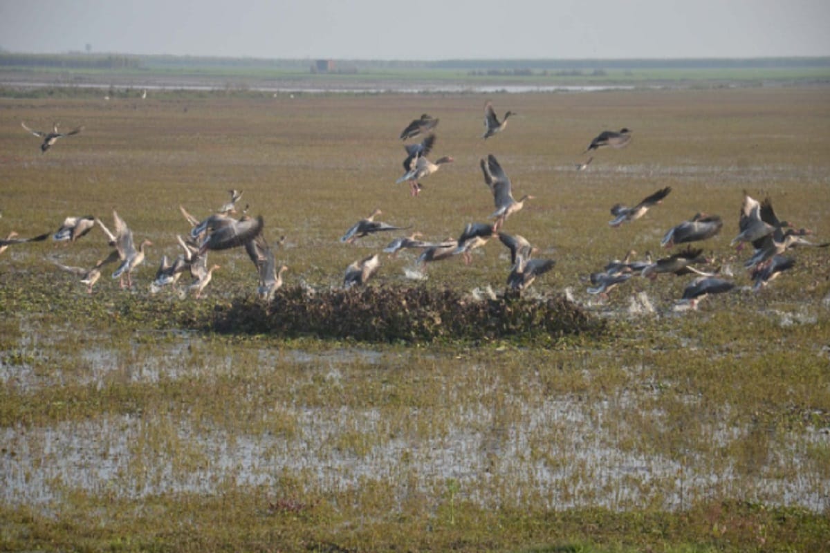 Meerut Hastinapur Sanctuary will remain half scope will be reduced to 1095 in five districts