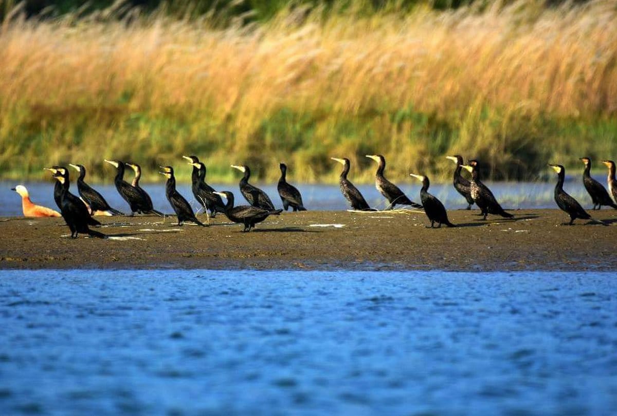 Himachal News: migratory birds in Una swan river
