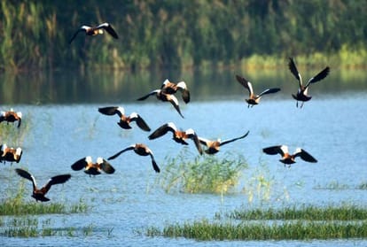 Himachal News: migratory birds in Una swan river