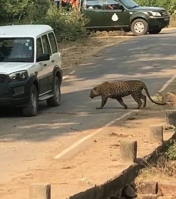 Leopard attacked when cub split