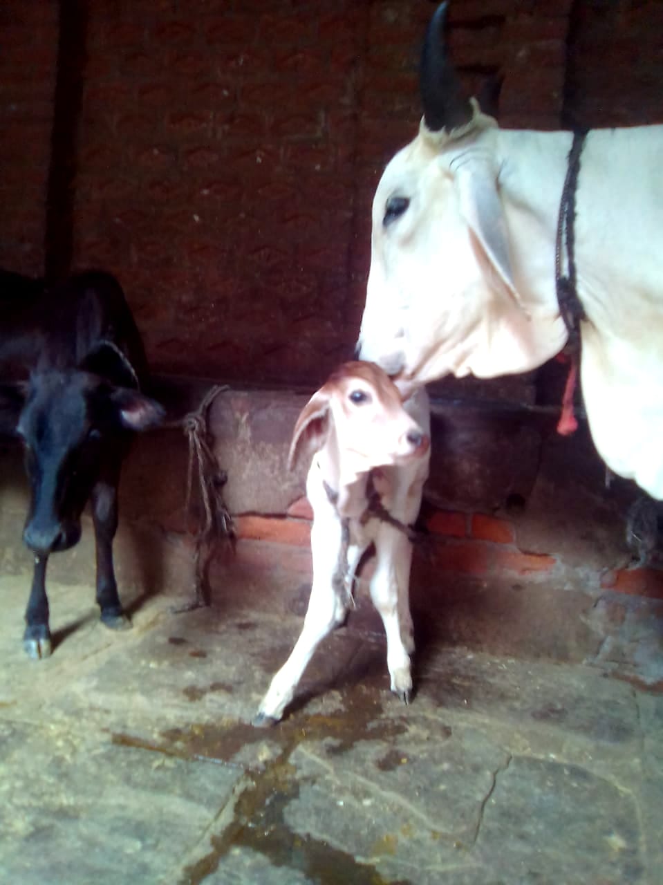 First bachiya born in jhansi