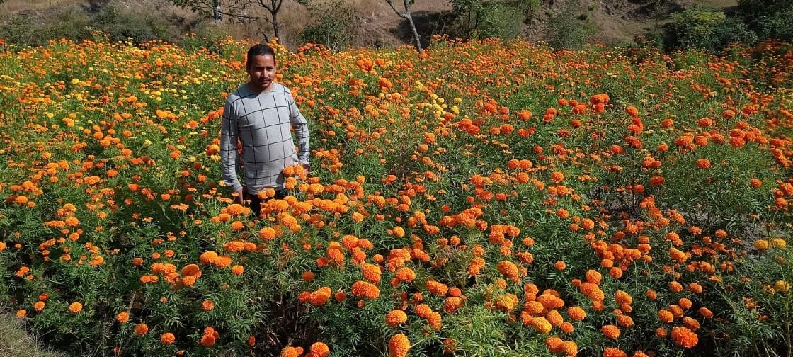 If the job is missed, the marigold flower made a means of livelihood