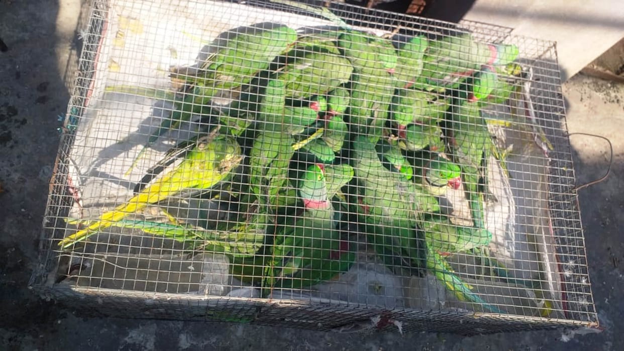 Smugglers caught with 285 parrots locked in 6 cages in Pathankot
