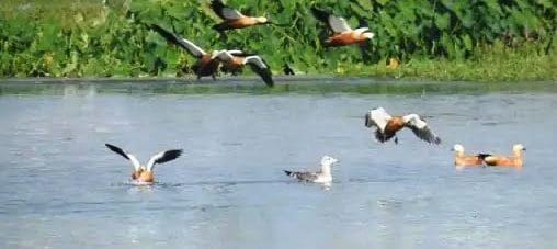 geust birds
