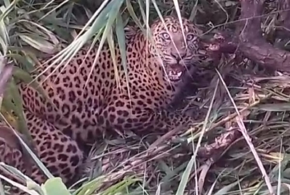 leopard trapped in forest villagers in panic at maharajganj