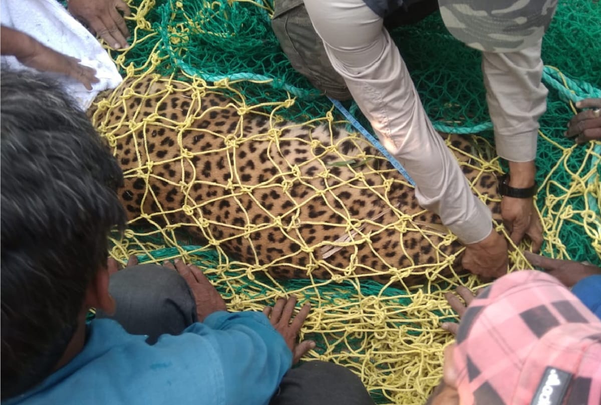 leopard trapped in forest villagers in panic at maharajganj