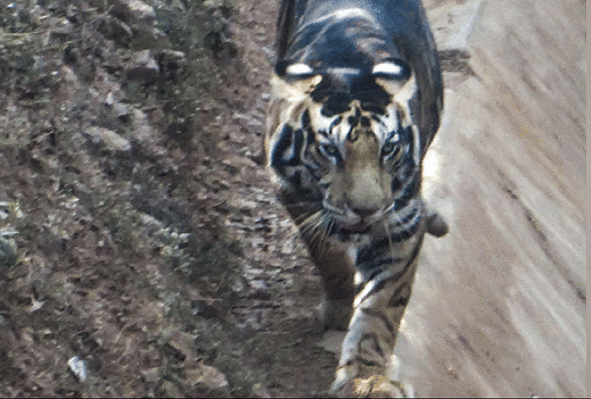Black Tiger in Odisha News rare species black tiger photograph capture on camera