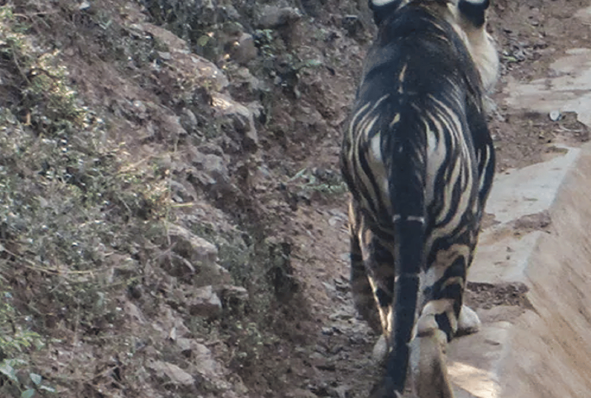 Black Tiger in Odisha News rare species black tiger photograph capture on camera