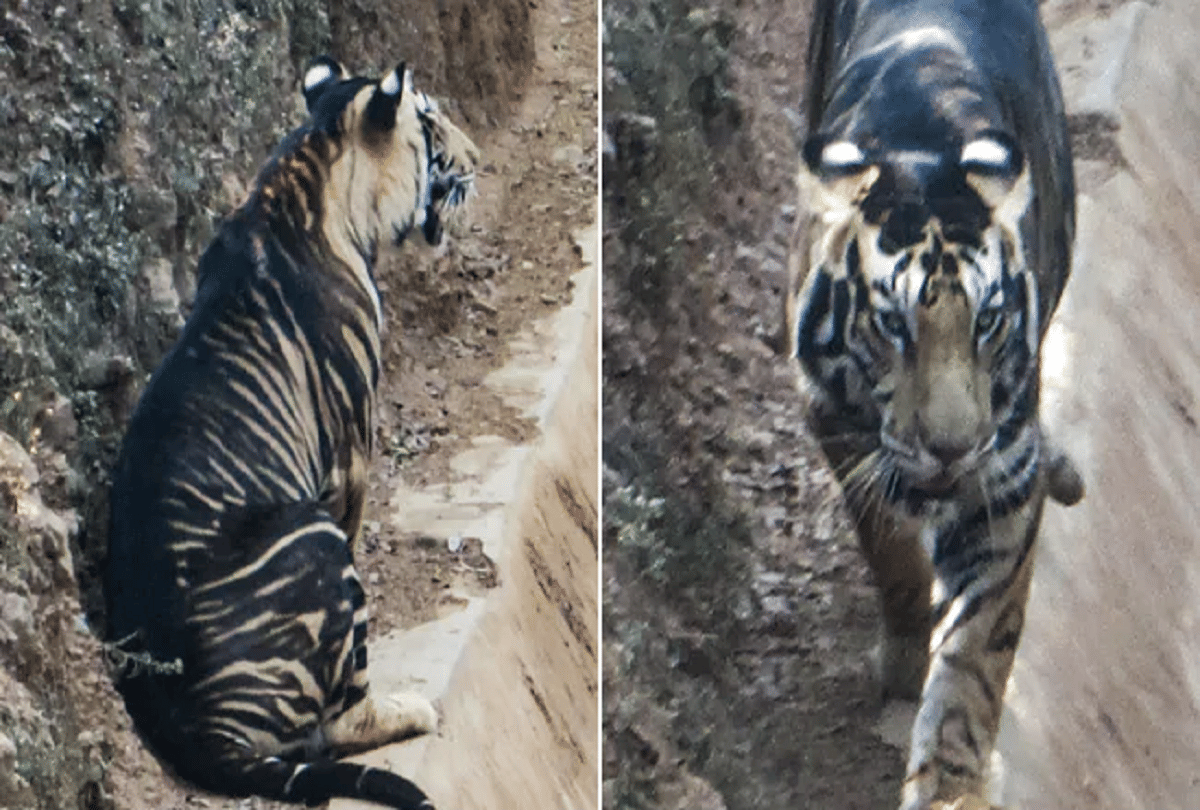 Black Tiger in Odisha News rare species black tiger photograph capture on camera