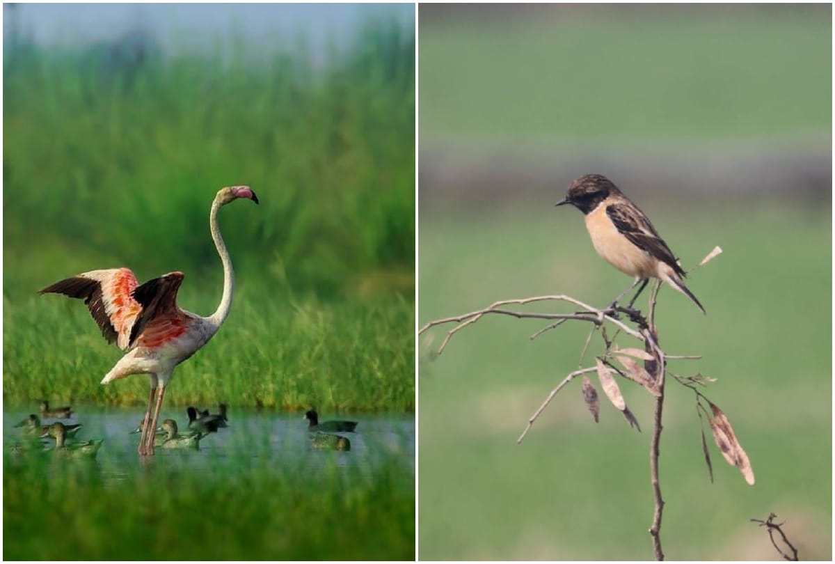 migratory birds nest in jodhpur jhal mathura