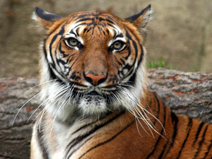 Wild Animals
