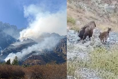 उत्तराखंड:जंगलों में आग हुई विकराल, जान बचाने को सुरक्षित स्थानों की ओर भाग  रहे जानवर, तस्वीरें - Uttarakhand Forest Fire News: Huge Wildfire In Forest,  Animals Running Safe ...