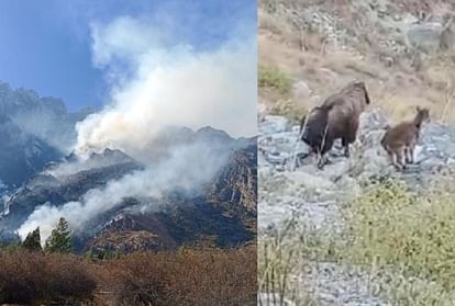 उत्तराखंड:जंगलों में आग हुई विकराल, जान बचाने को सुरक्षित स्थानों की ओर भाग रहे जानवर, तस्वीरें - Uttarakhand Forest Fire News: Huge Wildfire In Forest, Animals Running Safe ... उत्तराखंड:जंगलों में आग हुई विकराल, जान बचाने को सुरक्षित स्थानों की ओर भाग रहे जानवर, तस्वीरें - Uttarakhand Forest Fire News: Huge Wildfire In Forest, Animals Running Safe ...