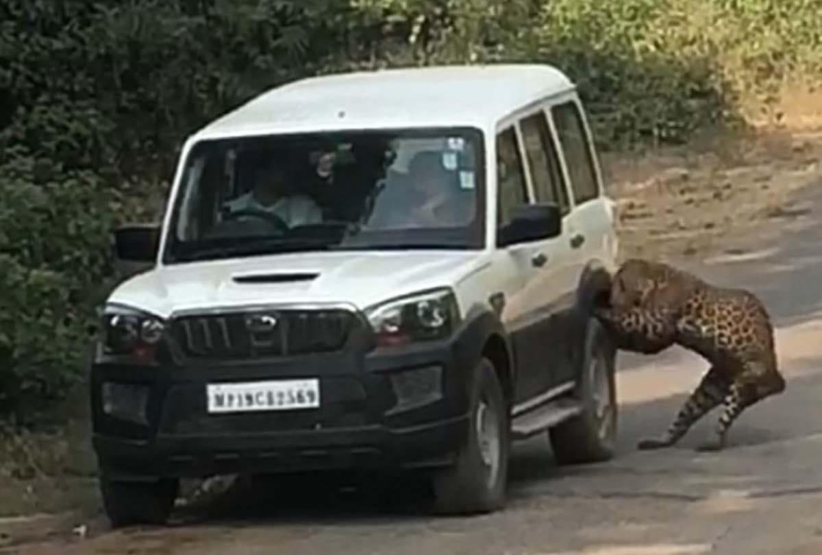 Cubs not found, violent leopard raises concern