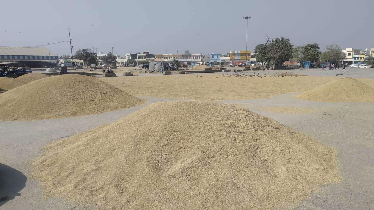Agencies purchased 10 lakh 48 thousand 587 MT of paddy, 96.56 percent lift from mandis