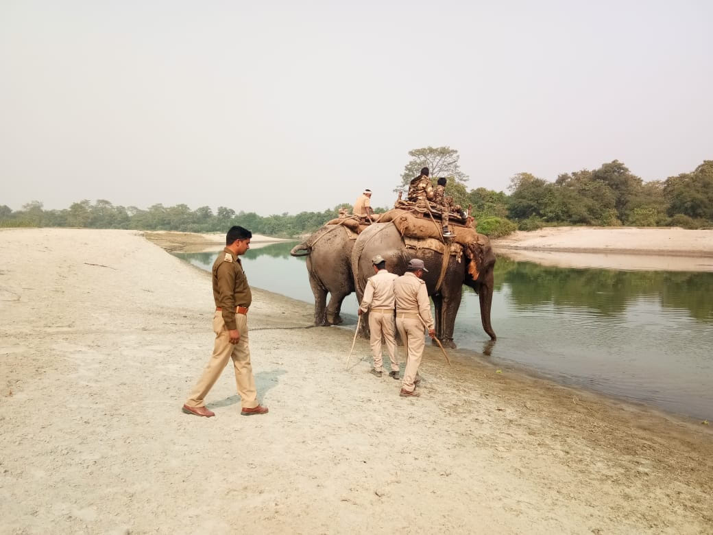 Wild Animals