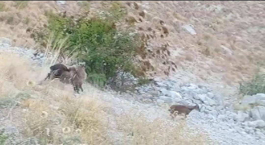 Uttarakhand Forest Fire News: huge Wildfire in forest, animals running safe places to save lives, photos