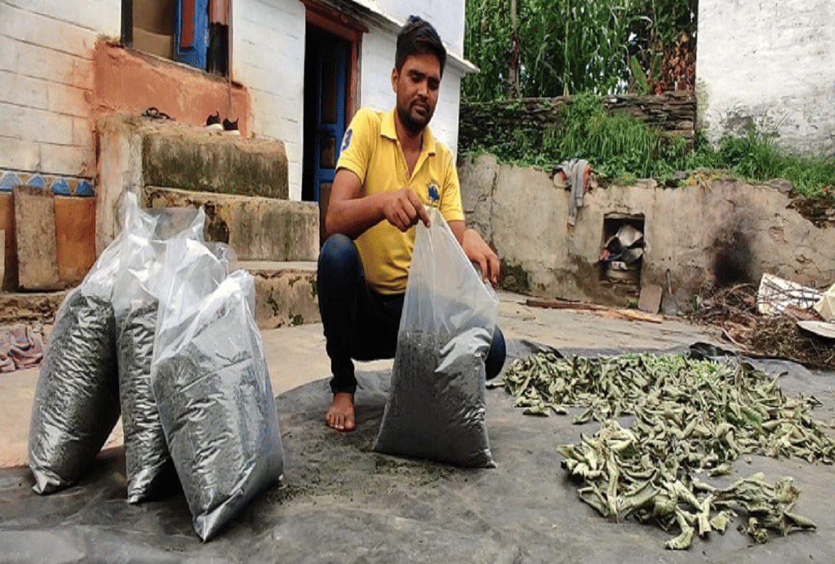 uttarakhand Dan Singh missed job in lockdown started herbal tea business earns lakh rupees monthly
