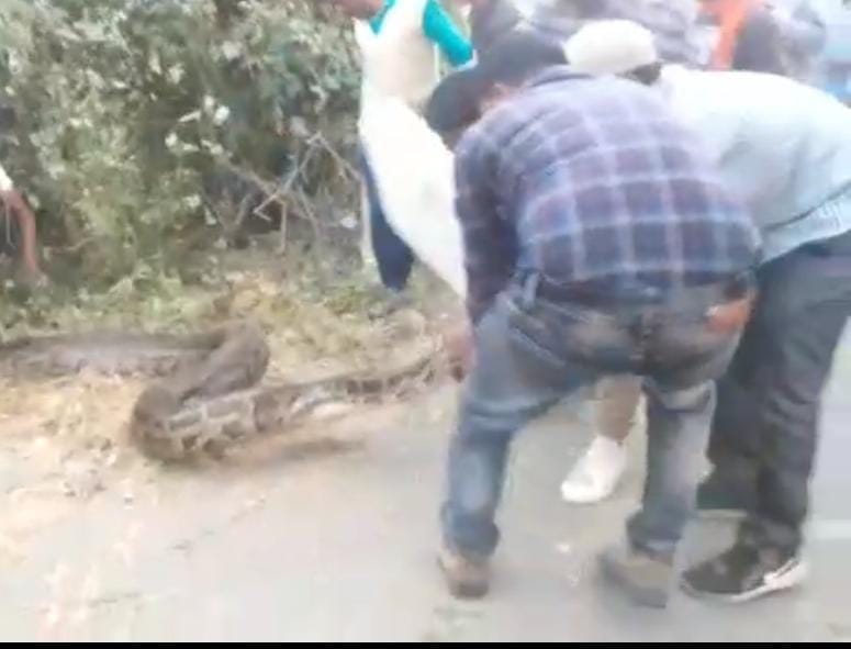 Python came out near the farm