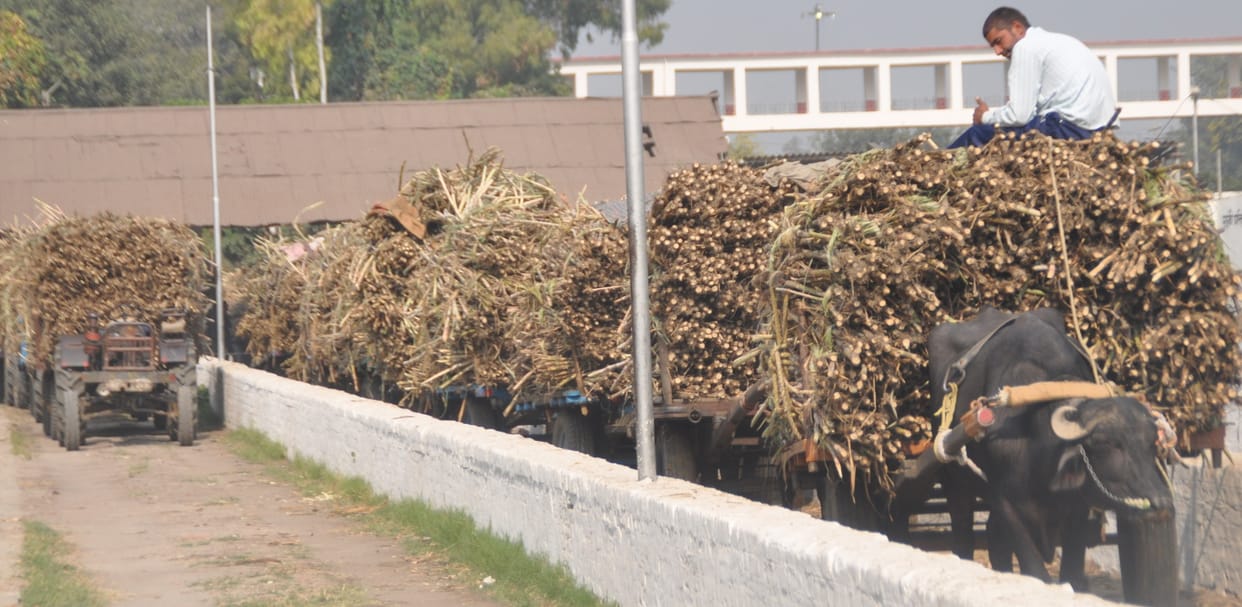 Pressure in the boiler was not made, sugar mill remained closed