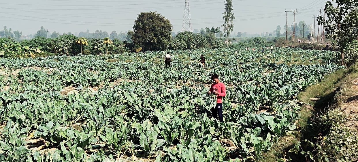 Cabbage prices fall, farmers are suffering losses
