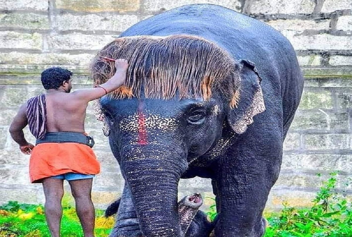 Elephants deaths recorded the highest this year in Sri Lanka
