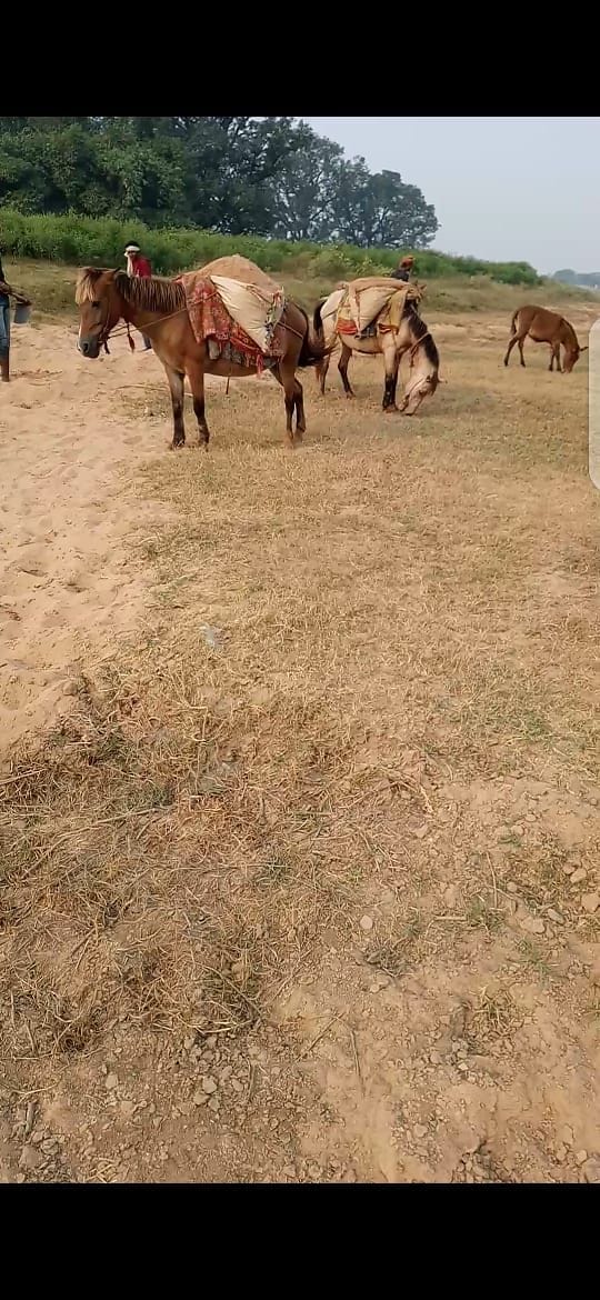 Illegal sand carrying mule and tractor in Chitrakoot