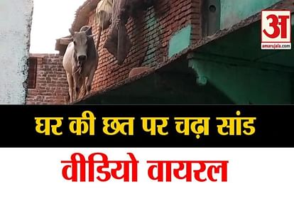 bull on the roof of house in lalitpur up video gone viral