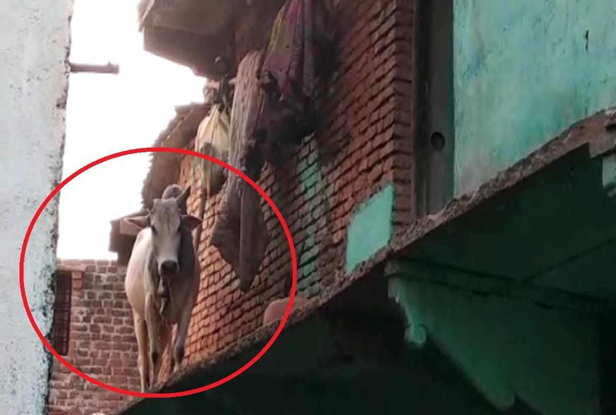 Jhansi: bull went on the roof, famlily ran out of home to save life