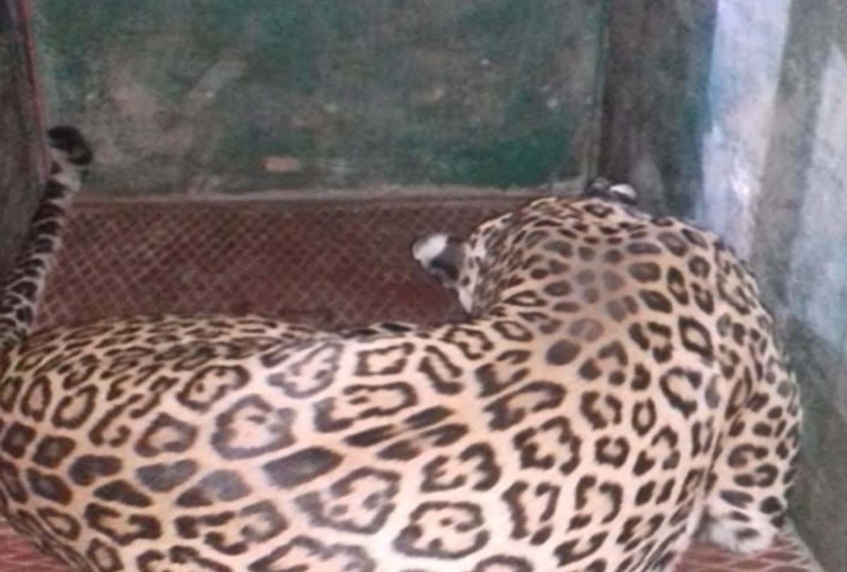 Leopard dies in Mukundpur zoo center after rescue