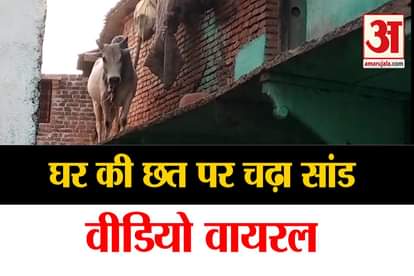 bull on the roof of house in lalitpur up video gone viral