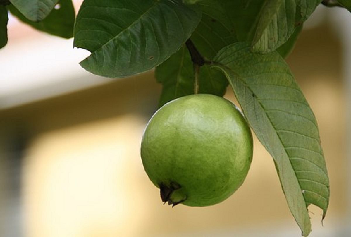 You will not know these benefits of guava, you will be surprised to kn -  News Nation English