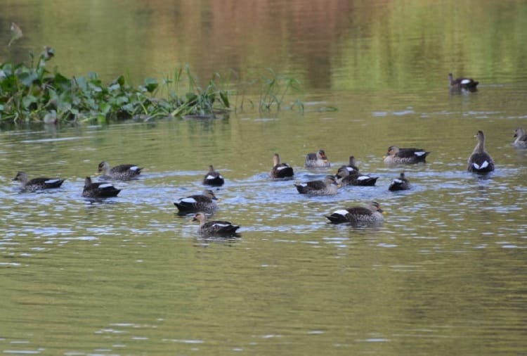 Haryana News in Hindi: Foreign birds reach Jhajjar of Haryana