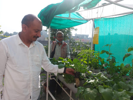 Vegetables grown with hydrophonic technology in lockdown