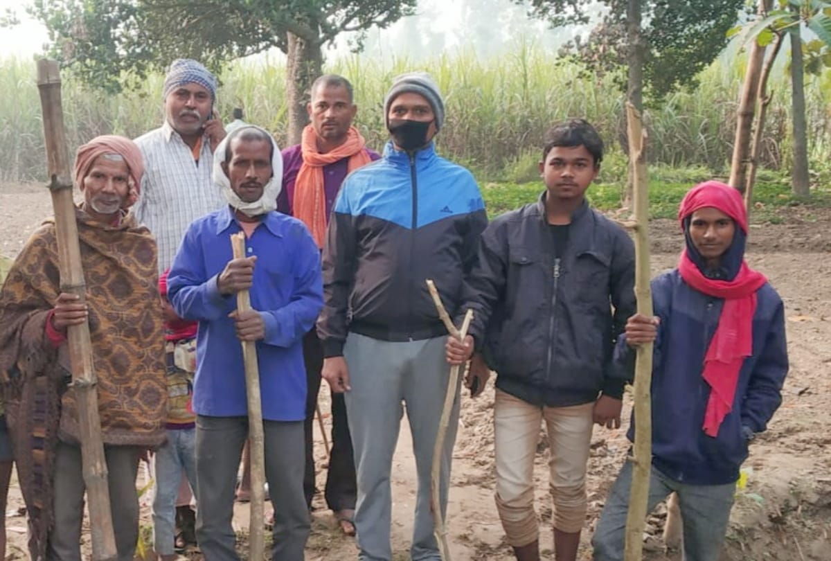 Leopard attacked to calf in maharajganj news update