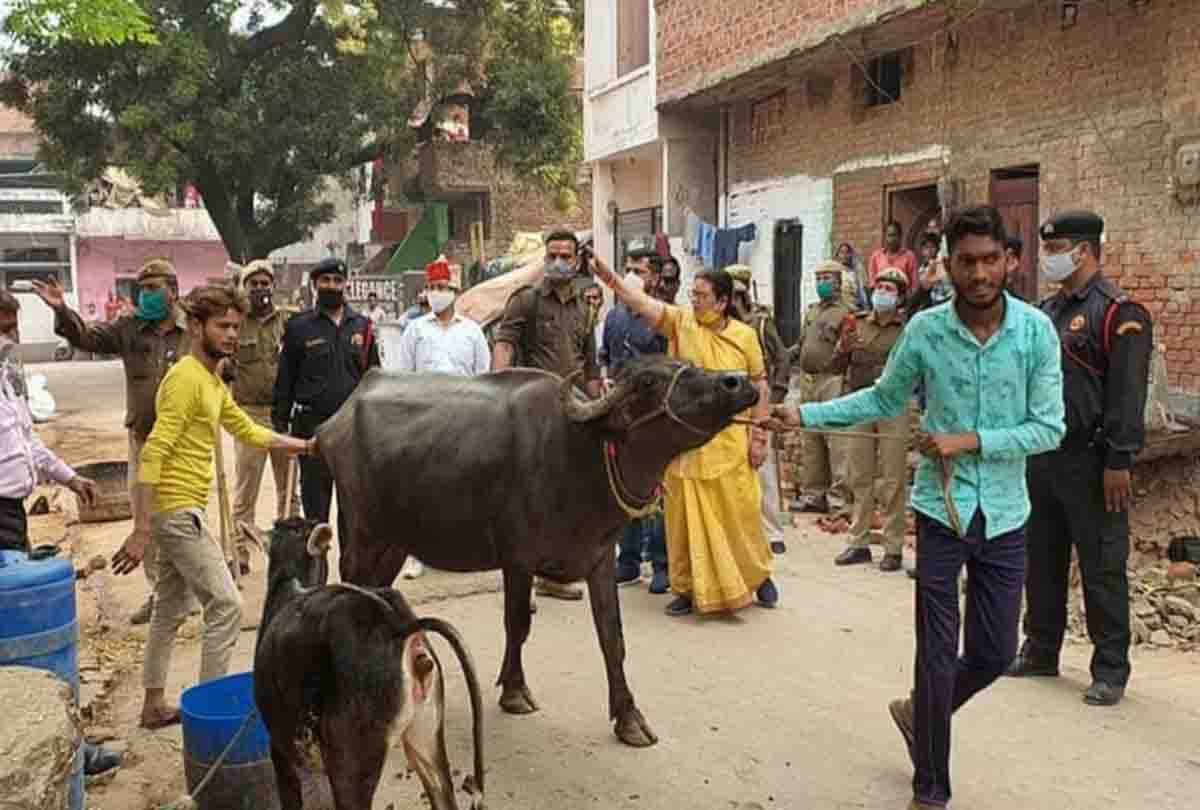 Kanpur: 61 buffalo sold for Rs 20.13 lakh at auction, Municipal Corporation gets 52.39 lakh from auction