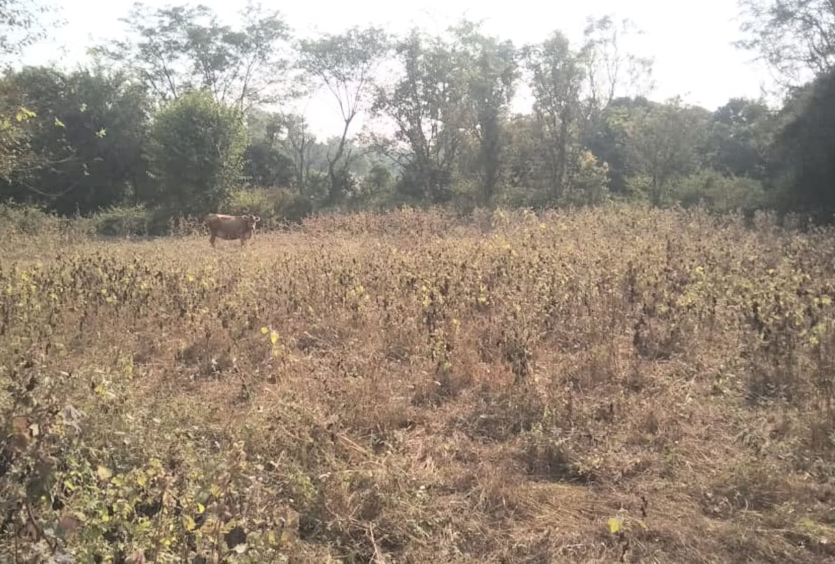 Mash and kulthi pulse crops damaged in Kangra due to drought