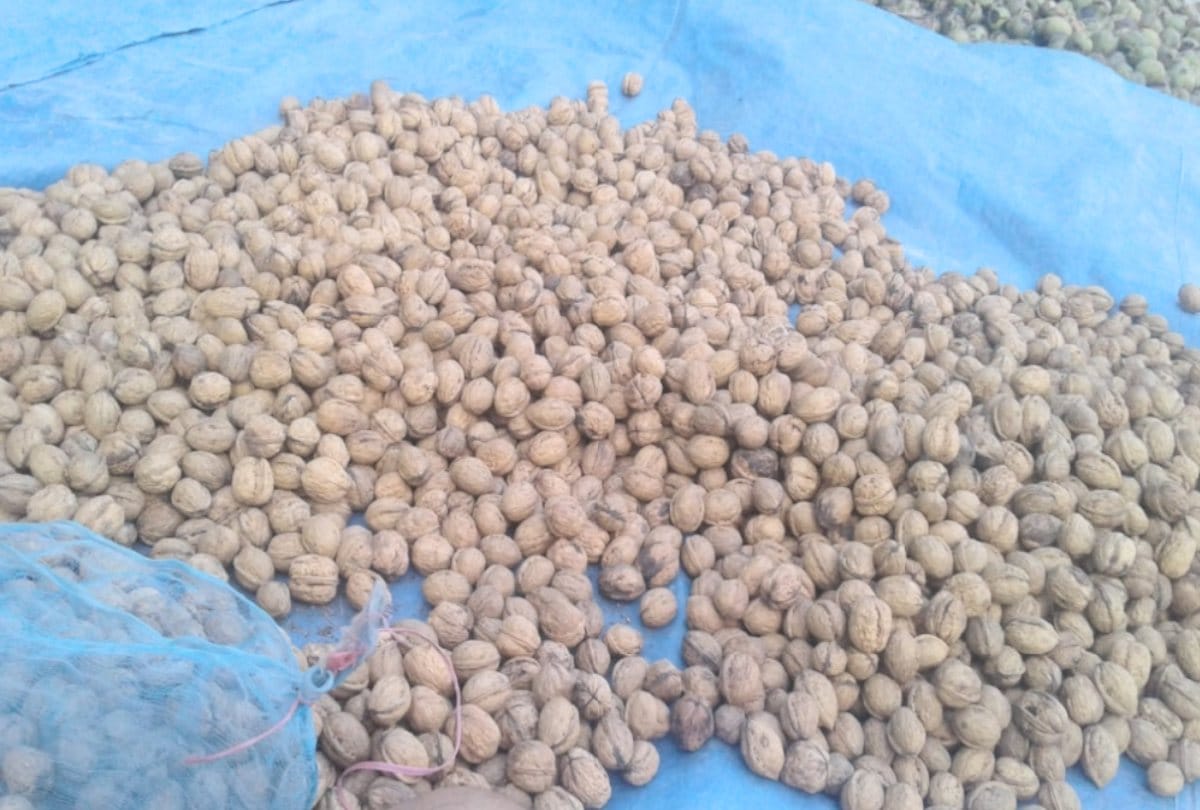 Walnuts of America and France are now also produced in the orchards of Himachal