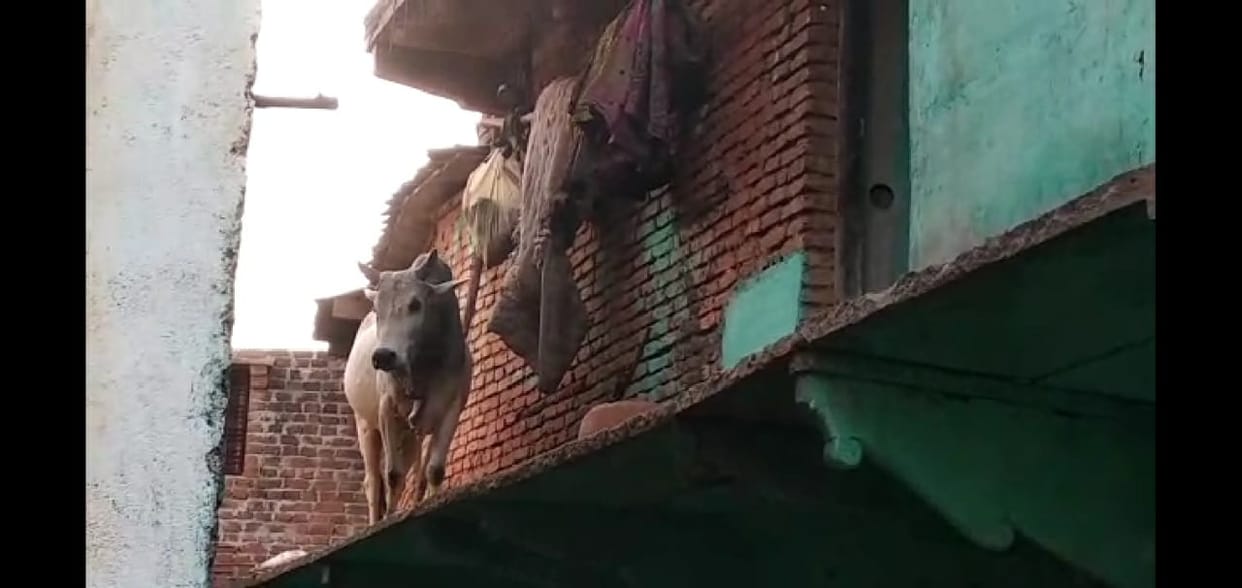 bull on roof