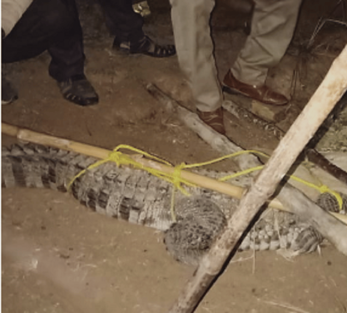 People panic to see crocodiles at night forest department team caught in Mirzapur