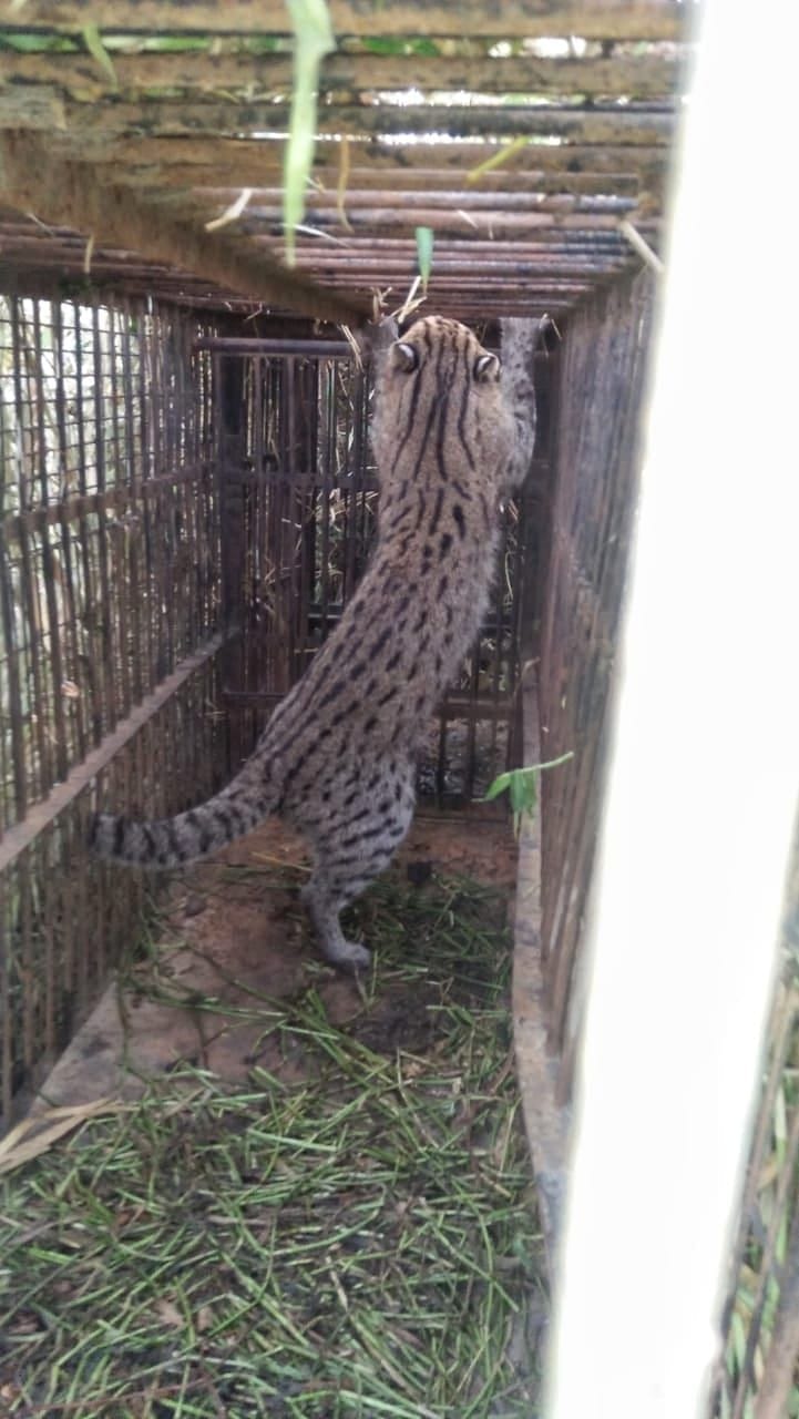Fishing Cat